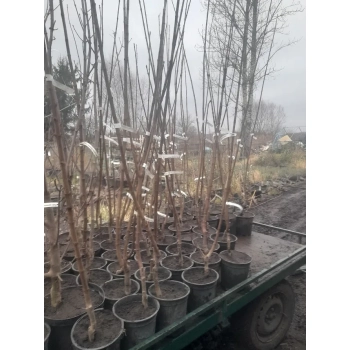 KLON KOLUMNOWY szczepiony ZIELONY - sadzonki 130 / 150 cm